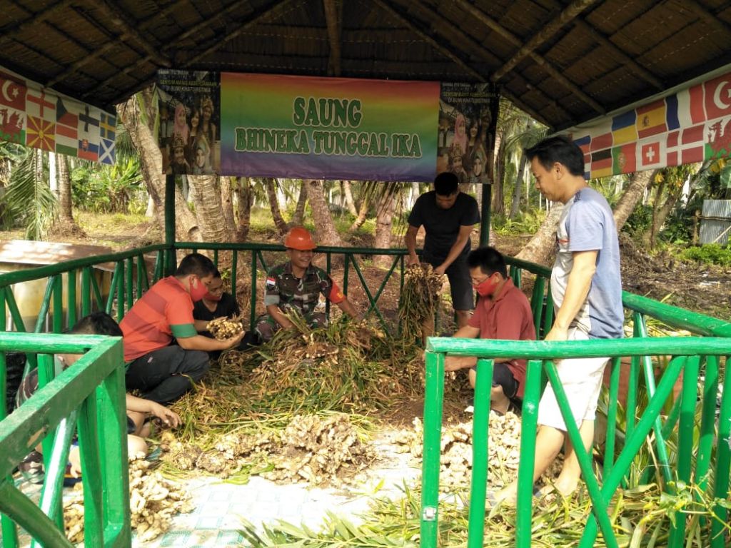Bersama Masyarakat, Babinsa Panen Jahe Yang di Tanamnya Sendiri
