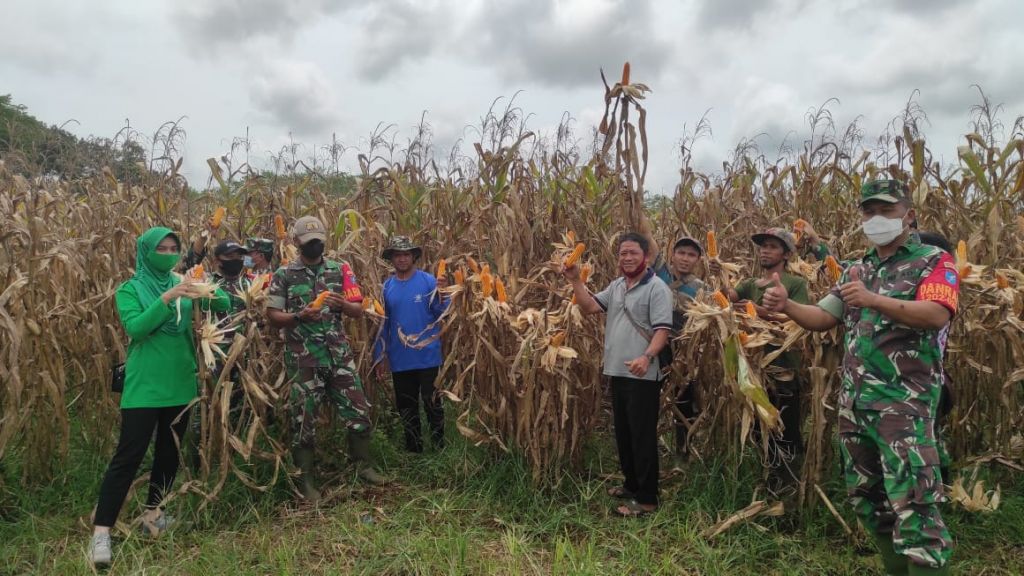 Beri Motivasi Ke Petani Anggota Koramil 1202-02/Sgl Panen Jagung Di Tanam Babinsa