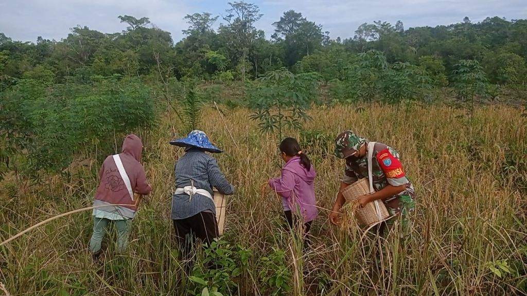 Sertu I Nengah Santika : Babinsa Dampingi Poktan Panen Padi Sebagai Wujud Tekad Swasembada Pangan