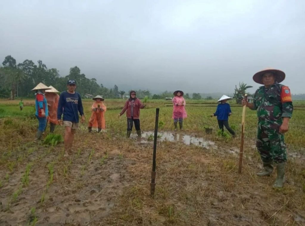 Bantu Petani Menanam Padi, Babinsa Turun ke Sawah Wujud Peduli Wilayah Binaan.
