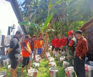 Manfaatkan Lahan Kosong, Babinsa Bersama Warga Tanam Jahe di Sekitaran Pos