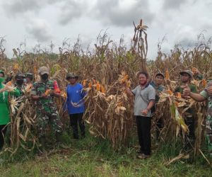 Beri Motivasi Ke Petani Anggota Koramil 1202-02/Sgl Panen Jagung Di Tanam Babinsa