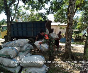 Dukung Peningkatan Hanpangan, Babinsa Koramil 1202-08/Singsel Dampingi Penyaluran Bibit Keladi Sinka Kepada Pok Petani