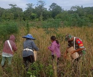 Sertu I Nengah Santika : Babinsa Dampingi Poktan Panen Padi Sebagai Wujud Tekad Swasembada Pangan