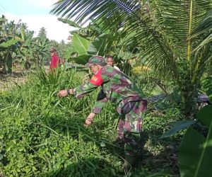 Babinsa 1202-03/Sry hadiri BBGRM(Bulan Bakti Gotong Royong bersama masyarakat