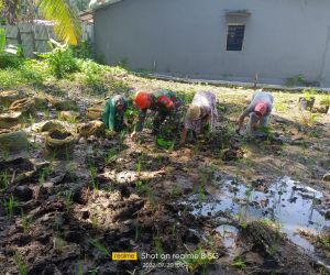 Babinsa 1202-03/SRY Manfaatkan Lahan Kosong Menjadi Pertanian Produktif