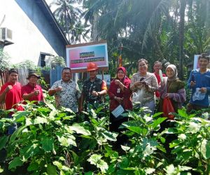 Babinsa 1202-03/SRY Panen hasil kebun bersama masyarakat