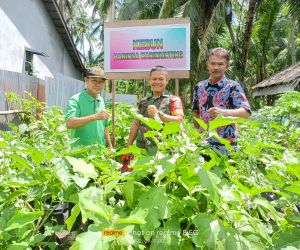 Babinsa 1202-03/SRY panen hasil kebun di pos babinsa