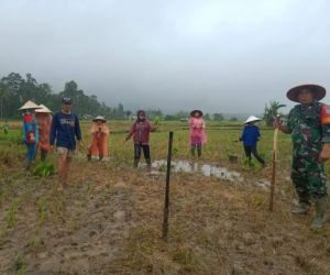 Bantu Petani Menanam Padi, Babinsa Turun ke Sawah Wujud Peduli Wilayah Binaan.