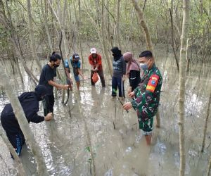 Cegah Abrasi Pantai, Babinsa Kodim 1202-03/Sui Raya,Tanam Bibit Mangrouve